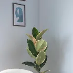 Apartamento Novira