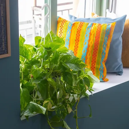 Novira * Кавала